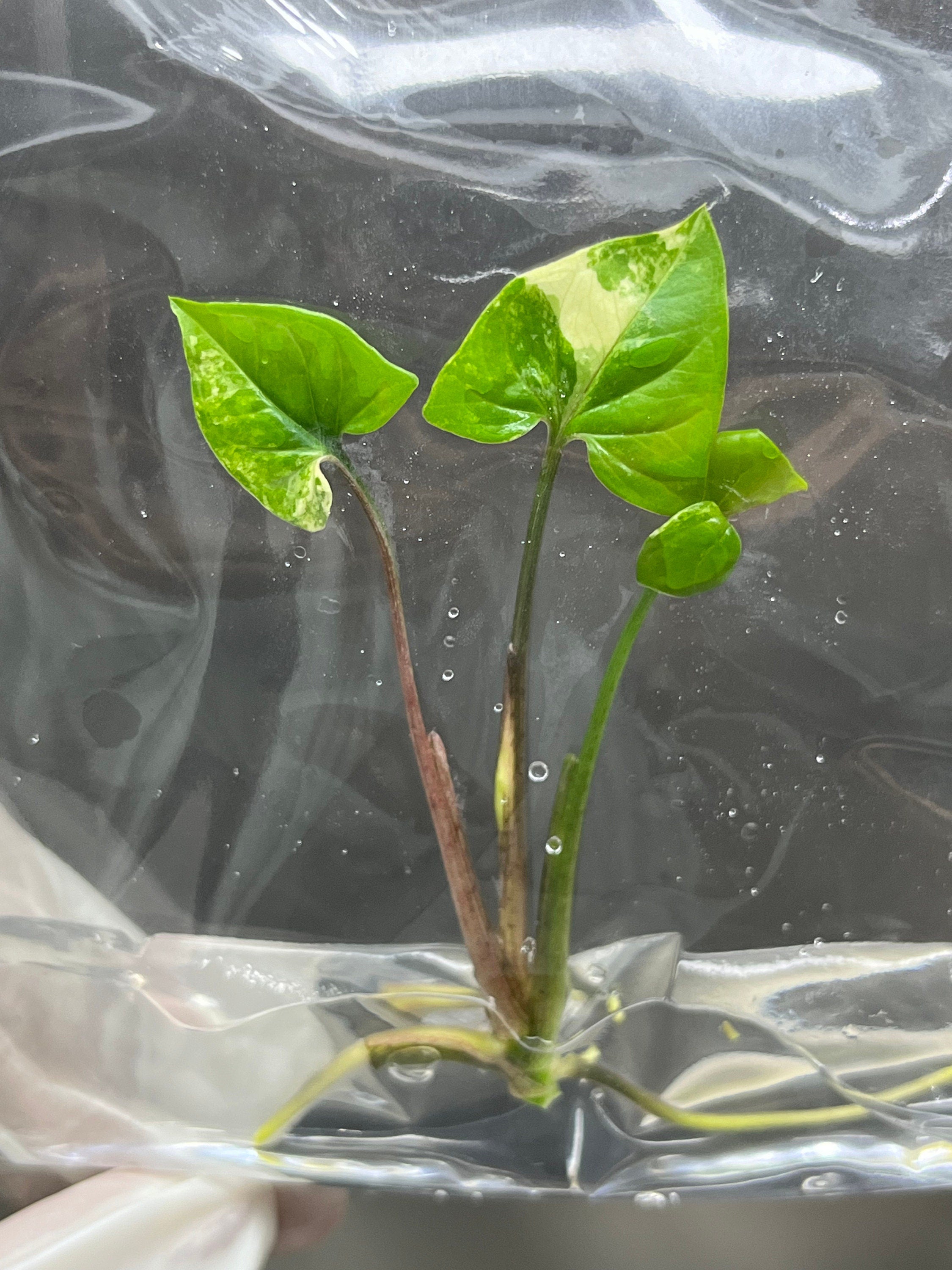Syngonium podophyllum albo Variegated (1 plantlet/bag) Tissue culture