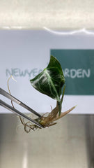 Alocasia Venom (1 plantlet/bag) Tissue culture