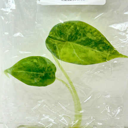 SALE 35% Alocasia Maharani Aurea Variegated Tissue Culture (1 item/bag) (1-2 leaves)