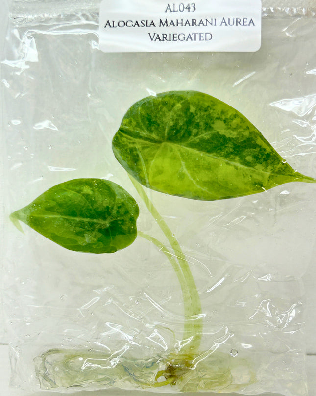 SALE 35% Alocasia Maharani Aurea Variegated Tissue Culture (1 item/bag) (1-2 leaves)
