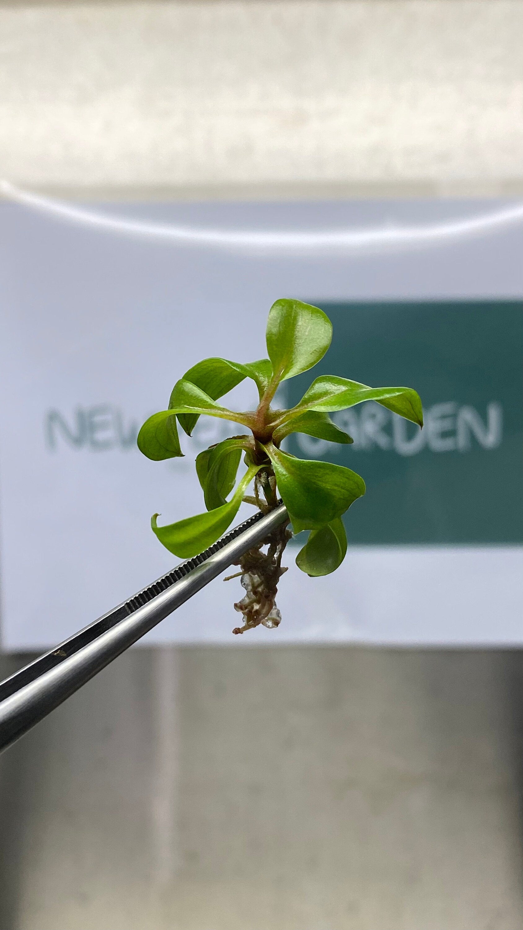 Philodendron red heart (5 plantlets/bag) Tissue culture