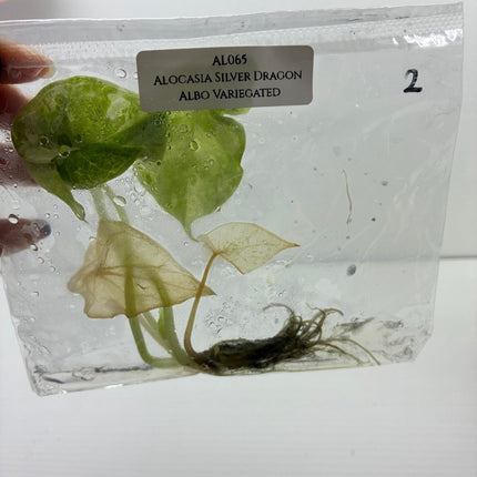 SALE 50% OFF Alocasia Silver Dragon Albo Variegated Tissue Culture (1 item/bag) (1-2 leaves)