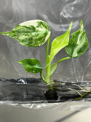 Monstera Albo Borsigiana Variegated (1 plantlet/bag) Tissue culture