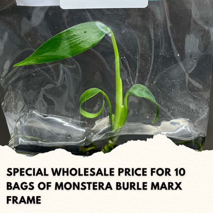 Wholesale Monstera Burle Marx Frame Tissue Culture (10 Bags)
