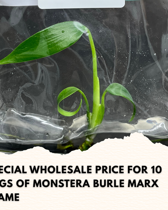 Wholesale Monstera Burle Marx Frame Tissue Culture (10 Bags)