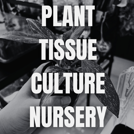 Plant Tissue culture nursery