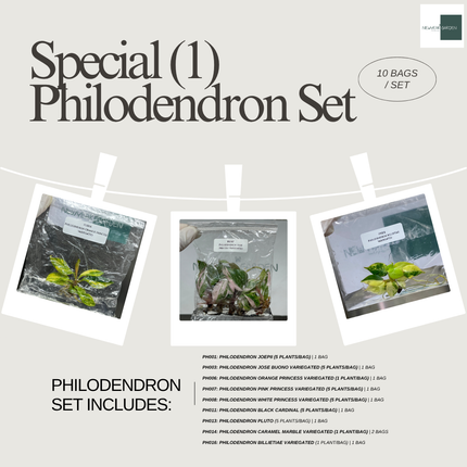 Special Set (1) of 10 Bags of Philodendron Tissue Culture