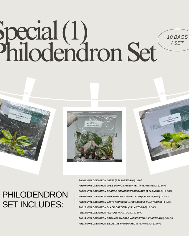 Special Set (1) of 10 Bags of Philodendron Tissue Culture