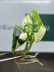 Alocasia Melo Variegated (1 plantlet/bag) Tissue culture