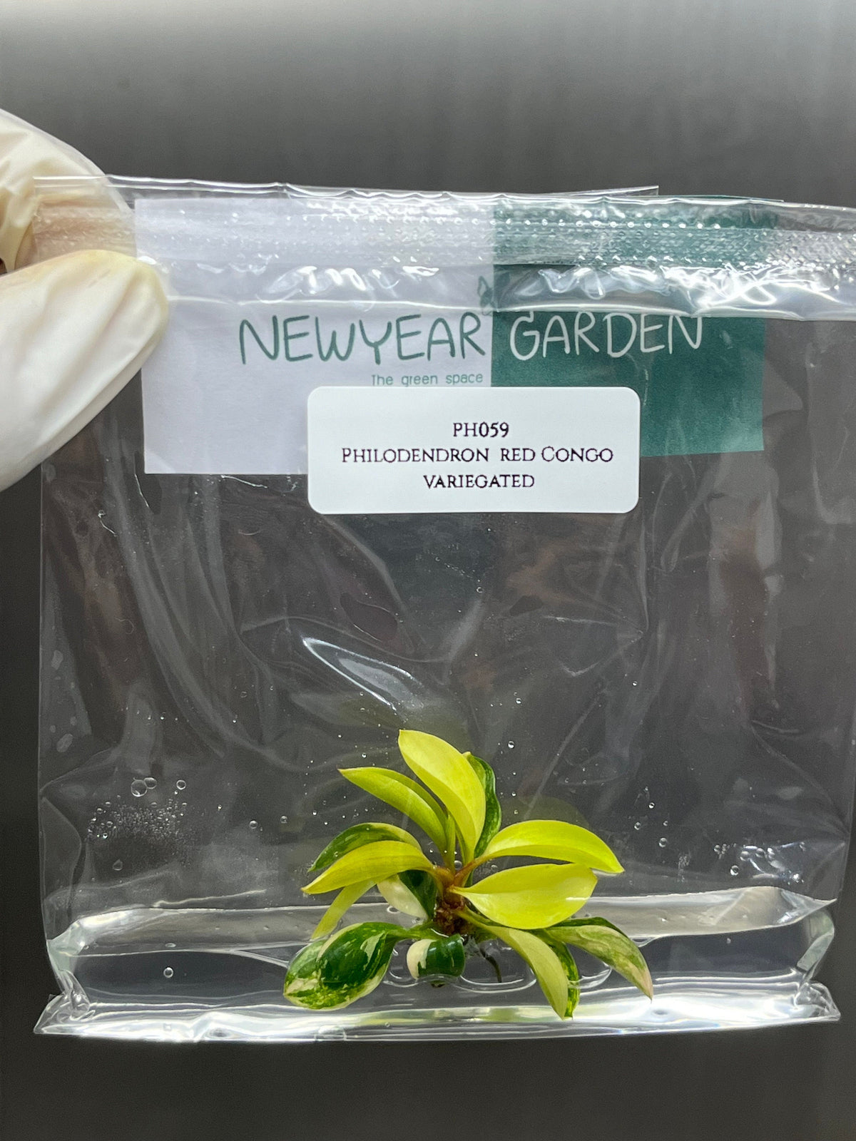 Philodendron red Congo variegated (1 plantlet/bag) Tissue culture