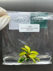 Philodendron red Congo variegated (1 plantlet/bag) Tissue culture