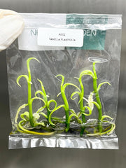 Vanilla Hybrids (5 plantlets/bag) Tissue culture