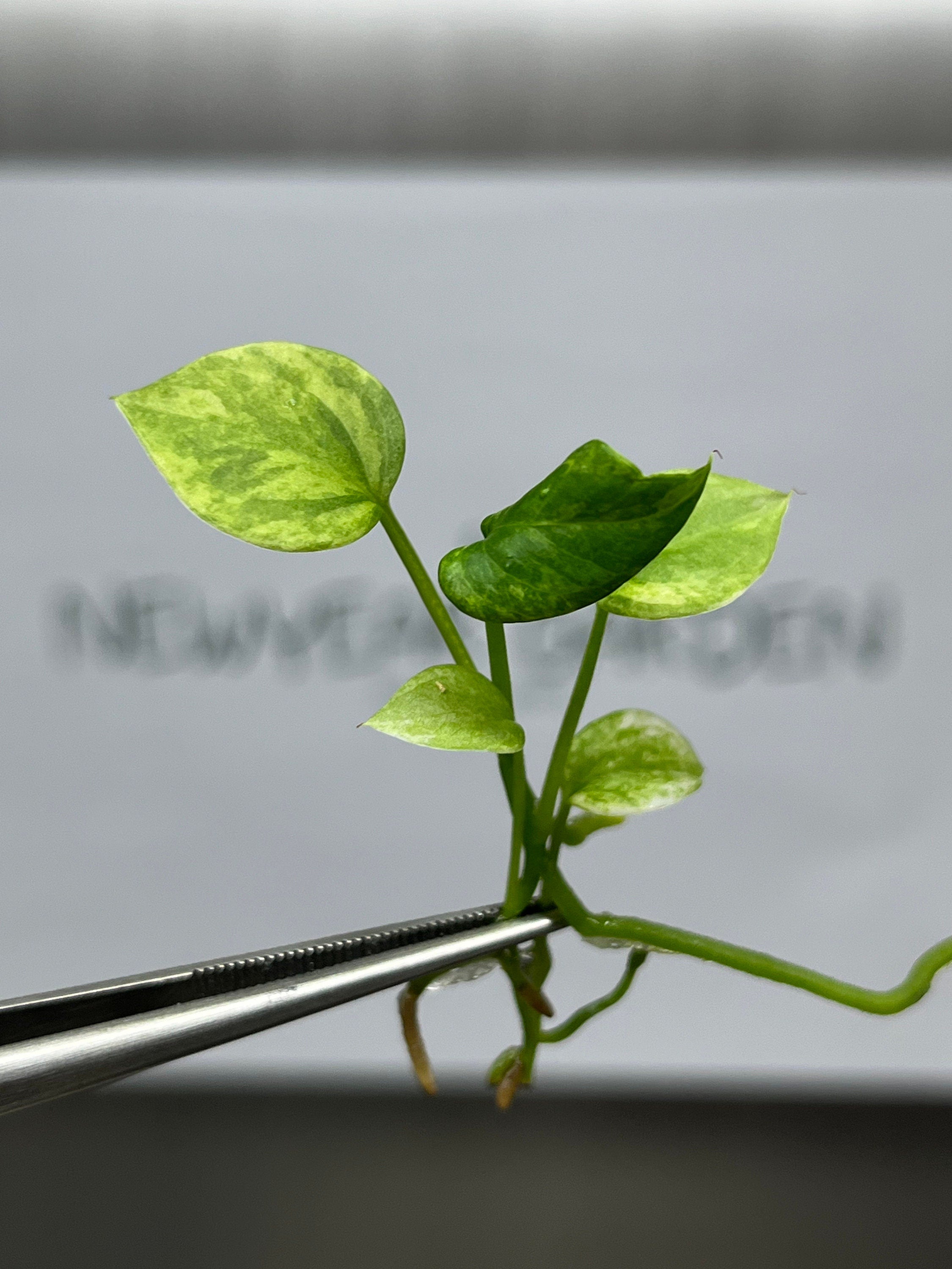 Anthurium Vittarifolium Variegated (1 plantlet/bag) Tissue culture