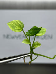 Anthurium Vittarifolium Variegated (1 plantlet/bag) Tissue culture