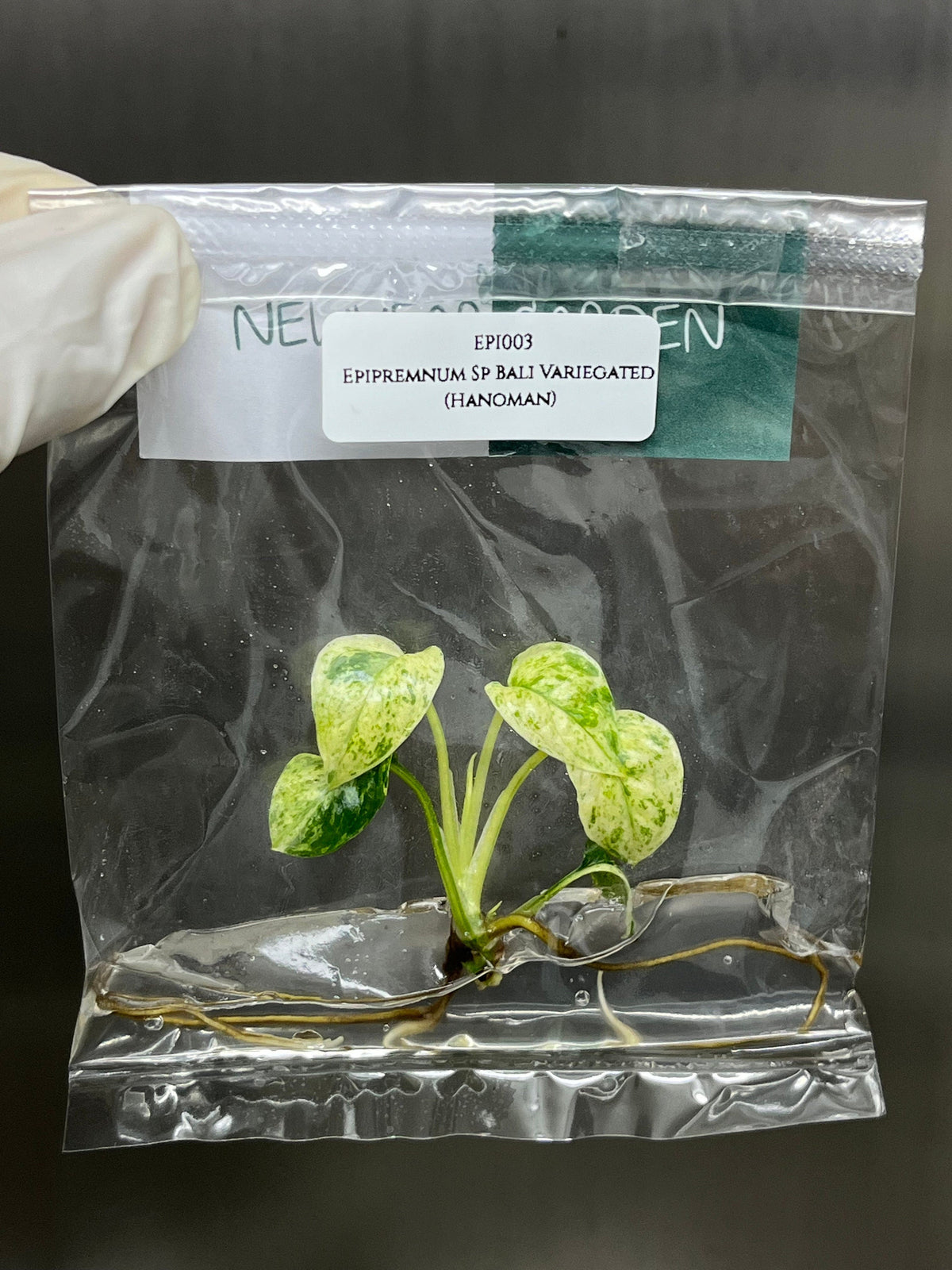 Epipremnum Sp Bali Variegated (Hanoman) (1 plantlet/bag) Tissue culture