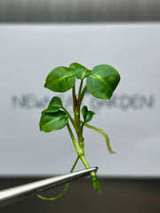 Anthurium Crytallium dark (1 plantlet/bag) Tissue culture