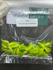 Philodendron cherry red (5 plantlets/bag) Tissue culture