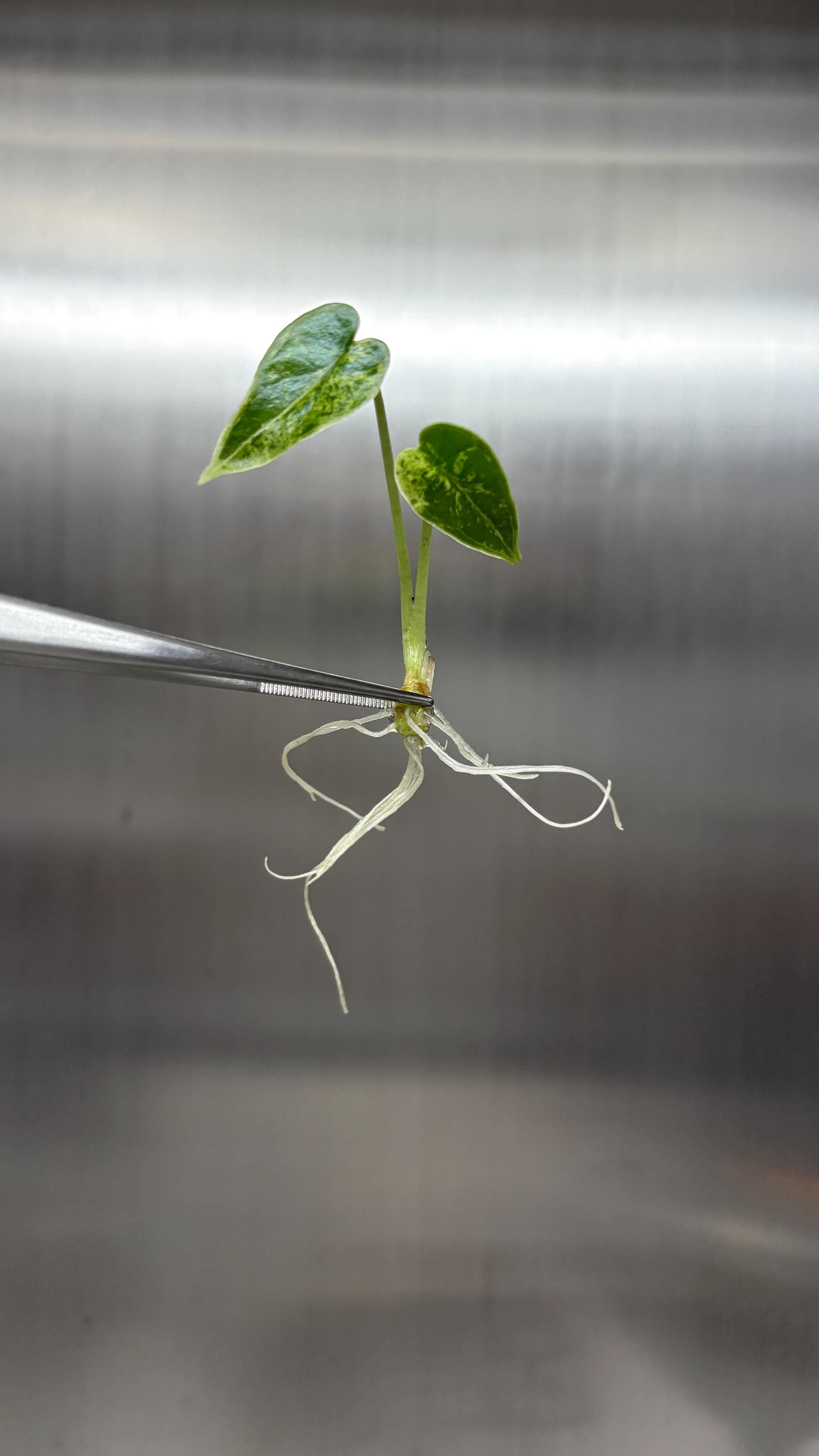 Alocasia dragon scale mint Variegated (1 plantlet/bag) Tissue culture
