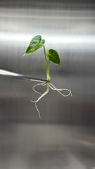 Alocasia dragon scale mint Variegated (1 plantlet/bag) Tissue culture
