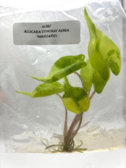 Alocasia Stingray Aurea Variegated (1 plantlet/bag) Tissue culture