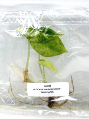 Alocasia 'Nairobi Night' Variegated (1 plantlet/bag) Tissue culture