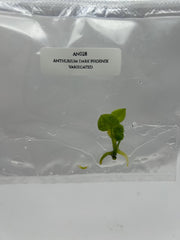 Anthurium dark phoenix variegated (1 plantlet/bag) Tissue culture