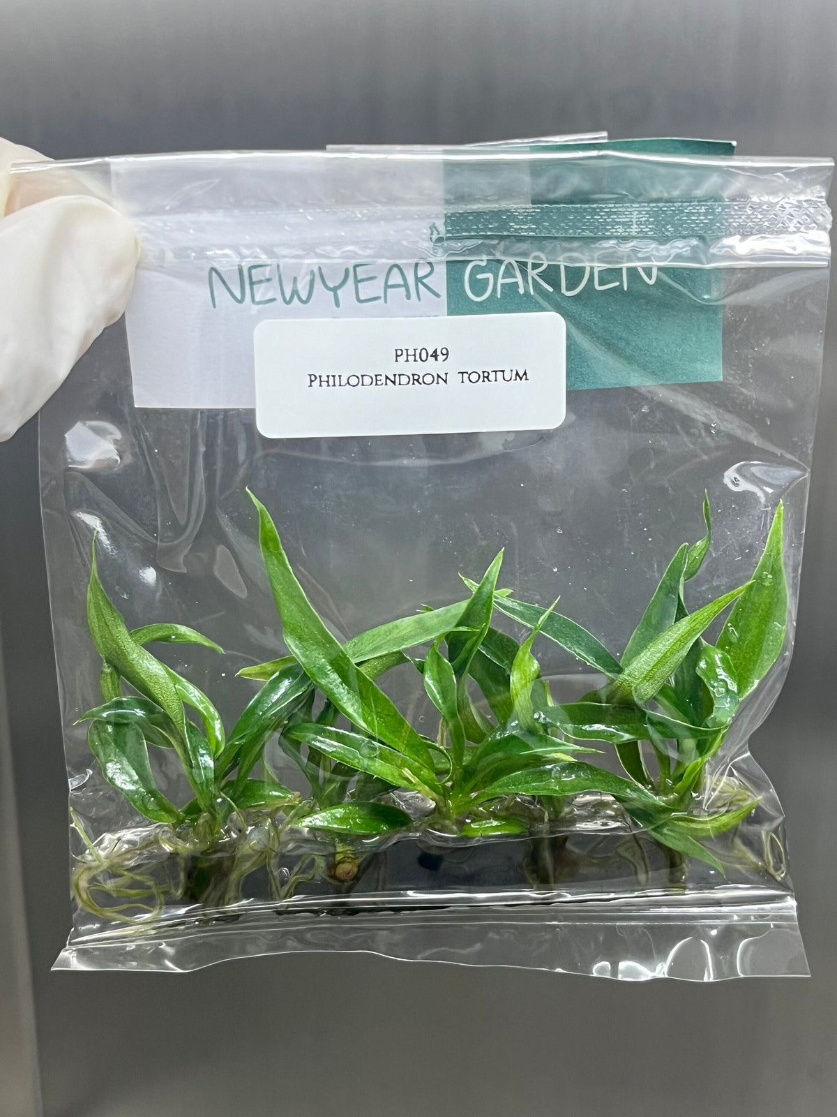 Philodendron tortum (5 plantlets/bag) Tissue culture