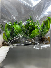 Sarracenia purpurrea hybrids (1 plantlet/bag) Tissue culture