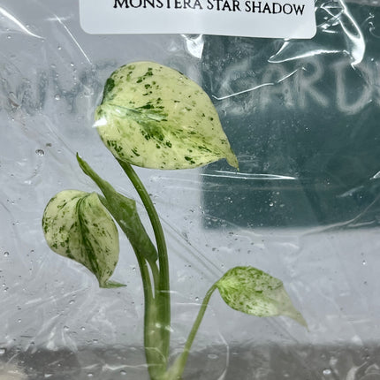 Monstera Star Shadow Tissue Culture (1 plant/bag) (1-2 leaves)