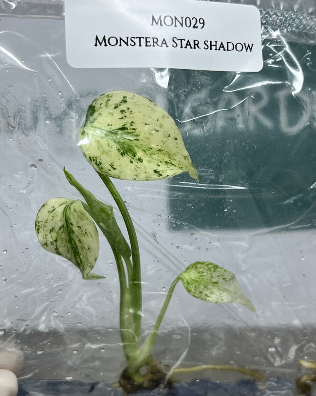 Monstera Star Shadow Tissue Culture (1 plant/bag) (1-2 leaves)
