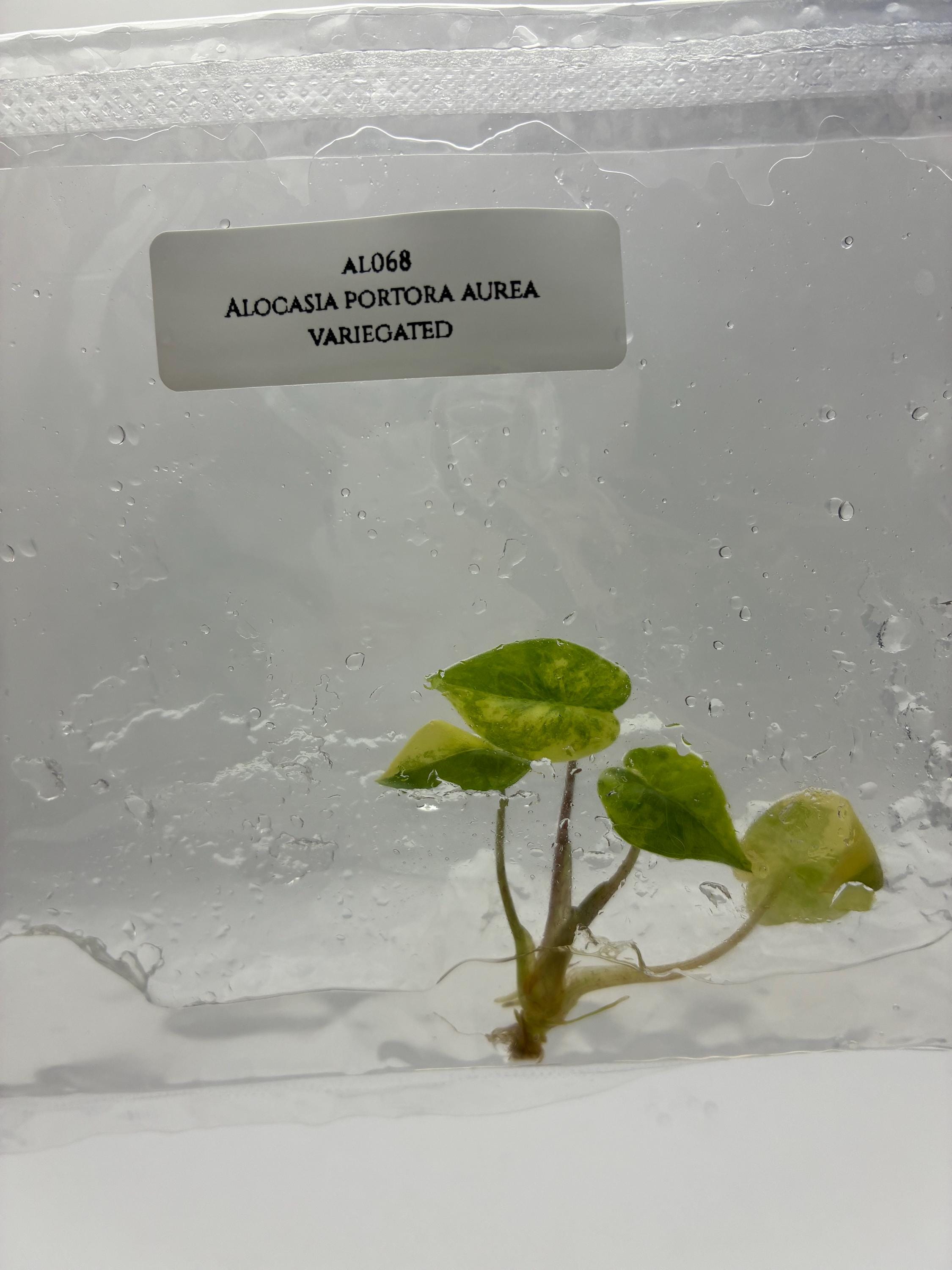 Alocasia Portora Aurea Variegated (1 plantlet/bag) Tissue culture