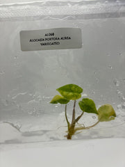 Alocasia Portora Aurea Variegated (1 plantlet/bag) Tissue culture