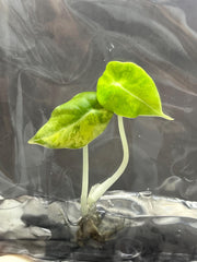 Alocasia black velvet variegated (AUREA) (1 plantlet/bag) Tissue culture
