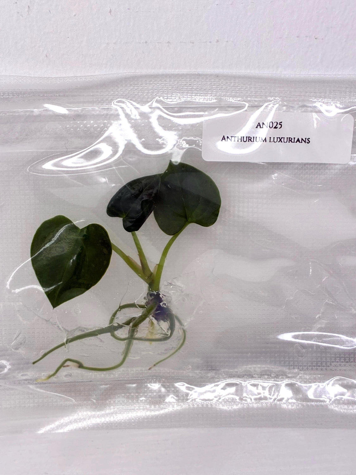 Anthurium luxurians (1 plant/bag) Tissue culture