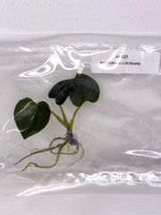 Anthurium luxurians (1 plant/bag) Tissue culture