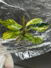 Philodendron Orange princess Variegated (1 plantlet/bag) Tissue culture