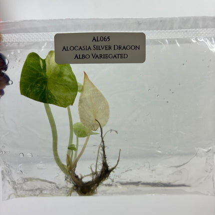 SALE 50% OFF Alocasia Silver Dragon Albo Variegated Tissue Culture (1 item/bag) (1-2 leaves)