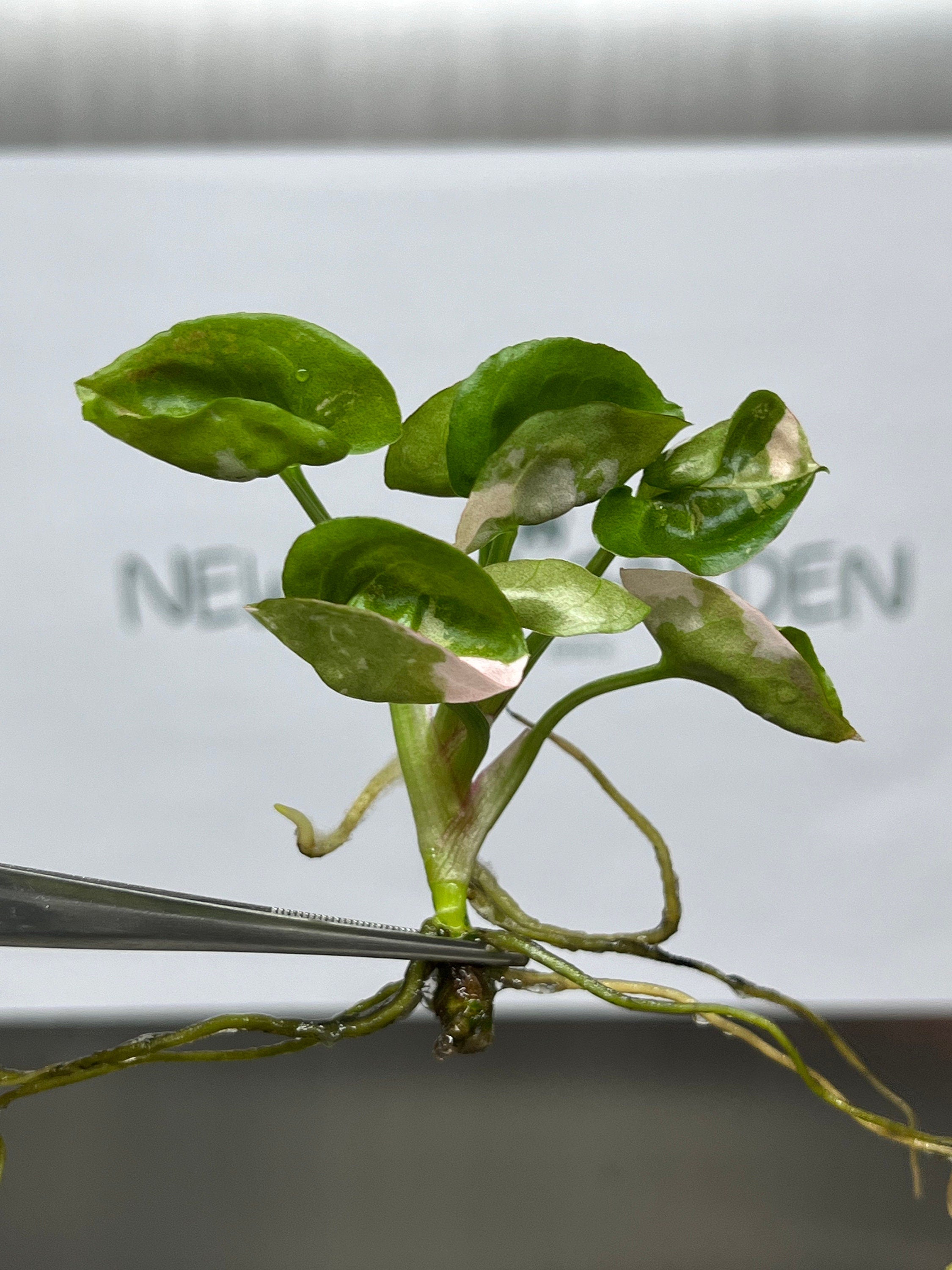 Syngonium Strawberry Ice Variegated (1 plantlet/bag) Tissue culture