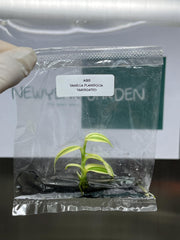 Vanilla Hybrid Variegated (1 plant/bag) Tissue culture