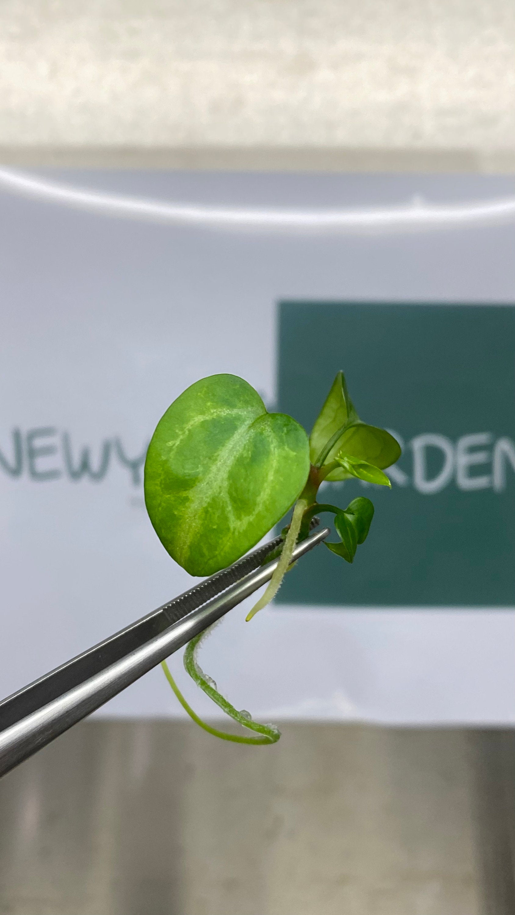 Anthurium paillilaminum Ree gardens (1 plantlet/bag) Tissue culture