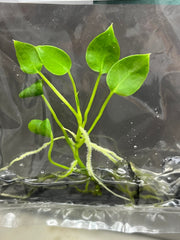 Anthurium warocqueanum (Dark Queen) (1 plantlet/bag) Tissue culture