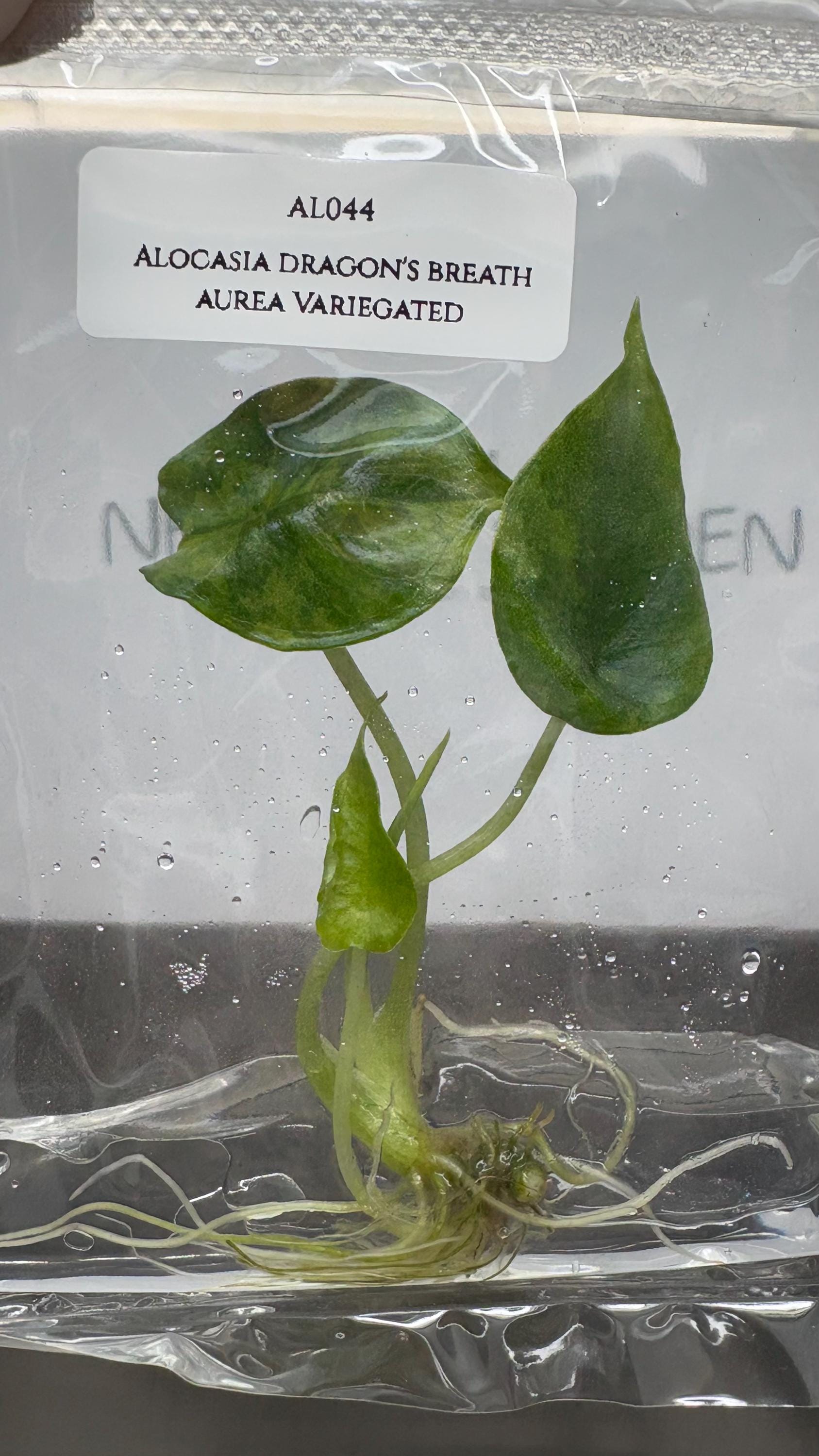 Alocasia dragon's breath aurea Variegated (1 plantlet/bag) Tissue culture