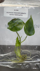 Alocasia dragon's breath aurea Variegated (1 plantlet/bag) Tissue culture