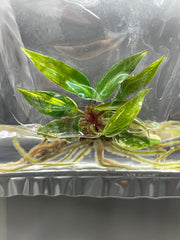 Philodendron strawberry shake variegated (1 plantlet/bag) Tissue culture