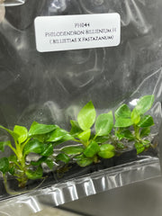 Philodendron Billienium H (Billietiae x Pastazanum) (5 plants/bag) Tissue culture