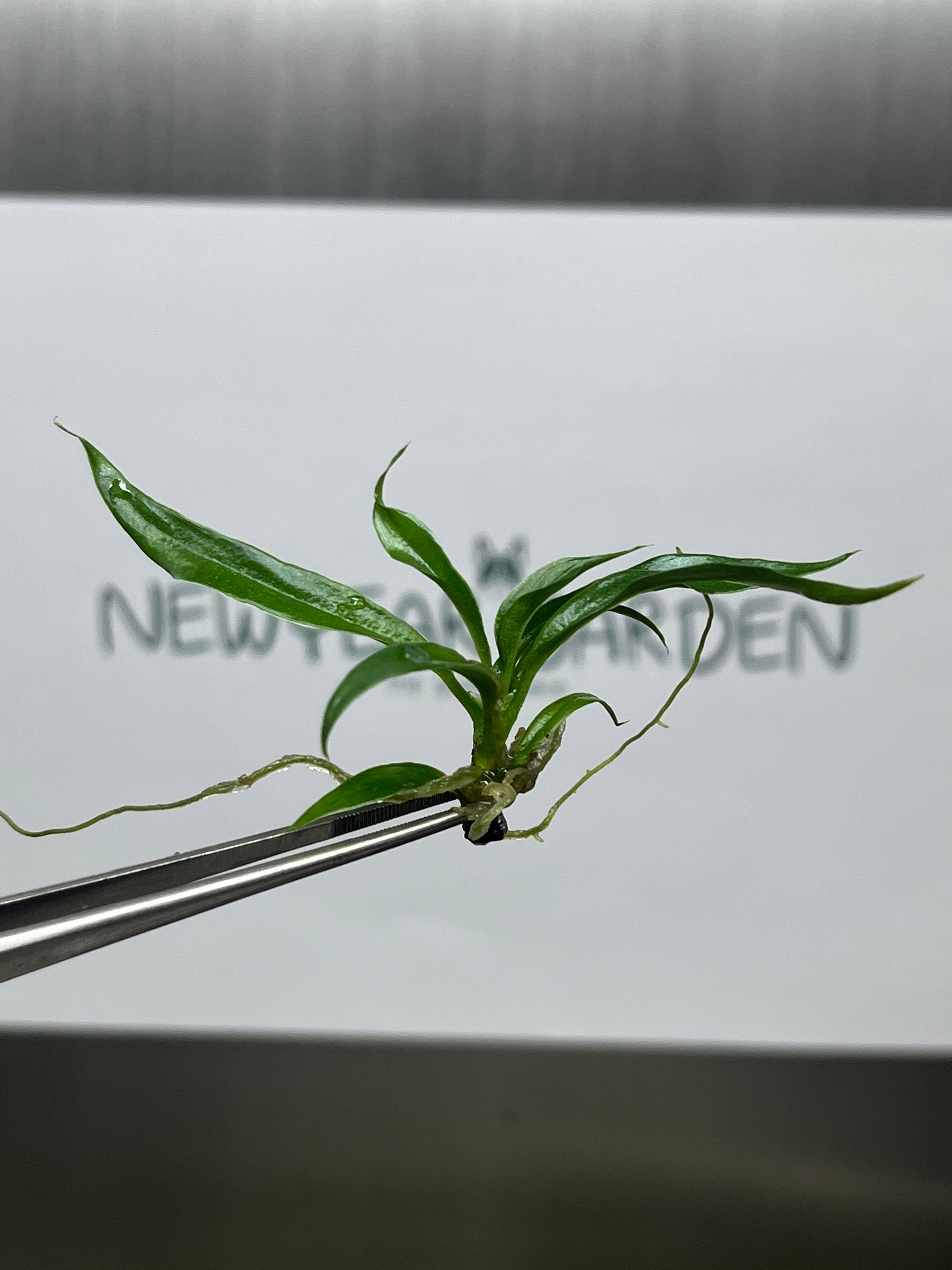 Philodendron tortum (5 plantlets/bag) Tissue culture