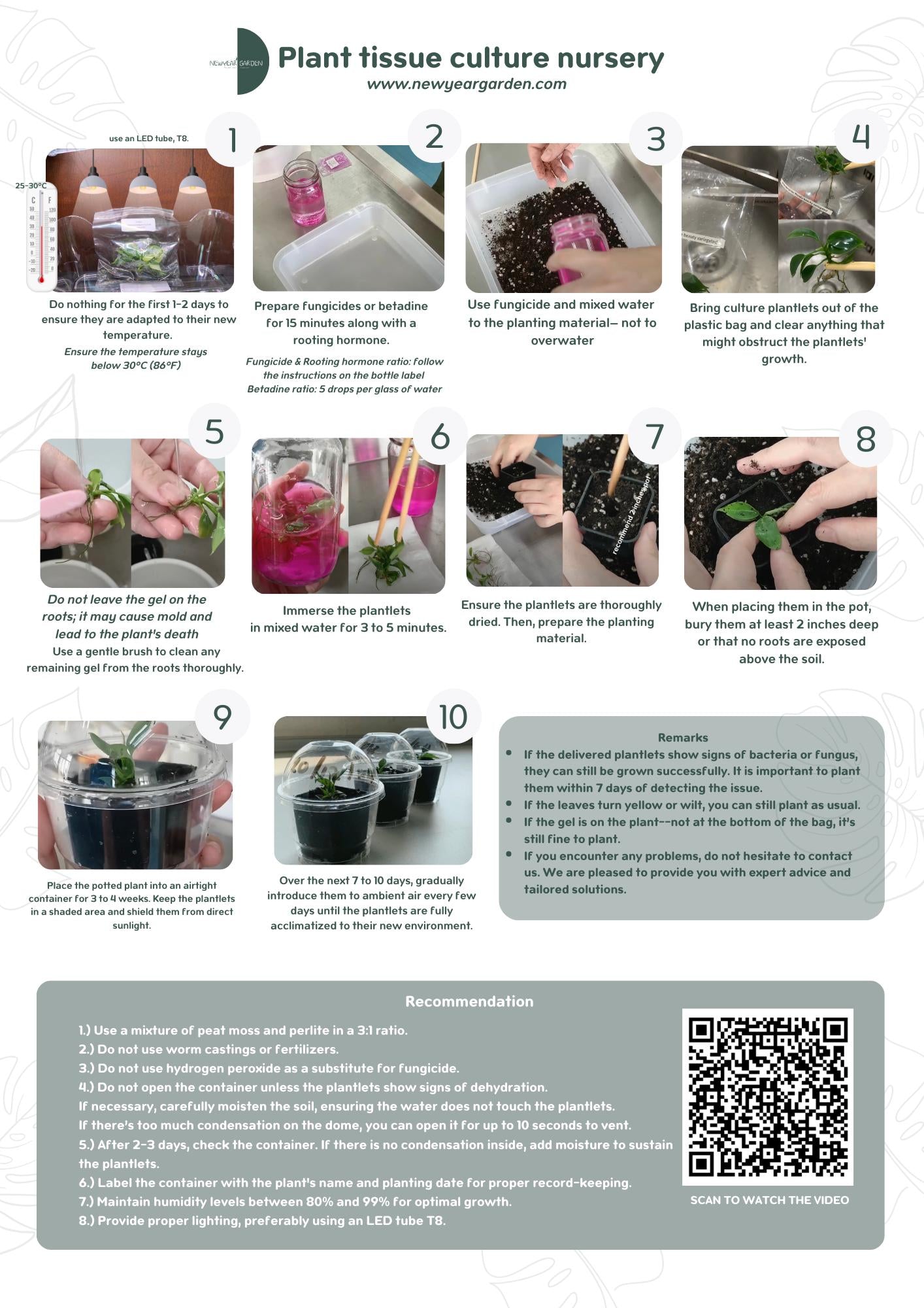 Alocasia Pink Dragon Variegated (1 plantlet/bag) Tissue culture