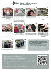 Alocasia Pink Dragon Variegated (1 plantlet/bag) Tissue culture