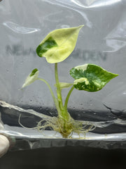 Alocasia Platinum Variegated (1 plantlet/bag) (B GRADE) Tissue culture