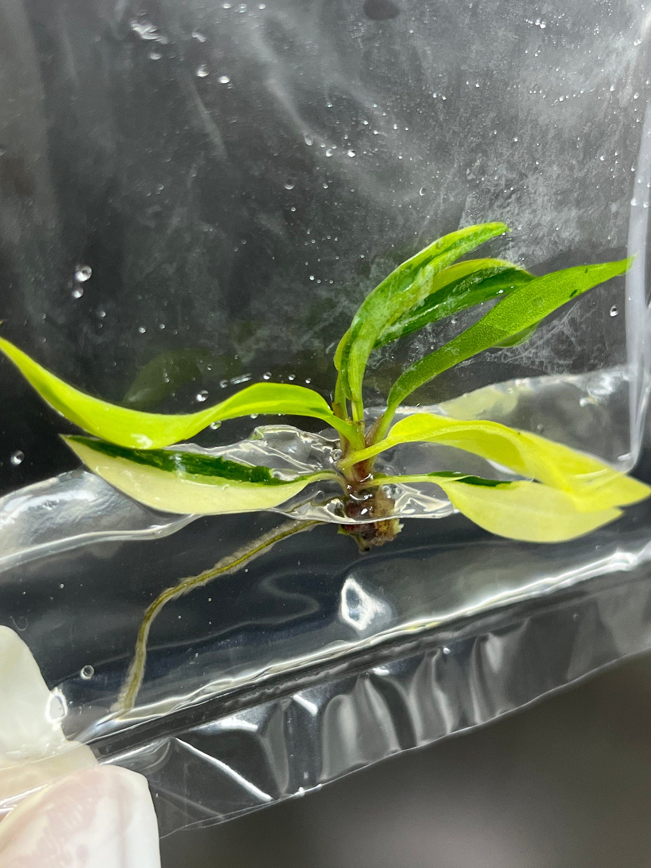Philodendron Carmel Marble Variegated (1 plantlet/bag) Tissue culture